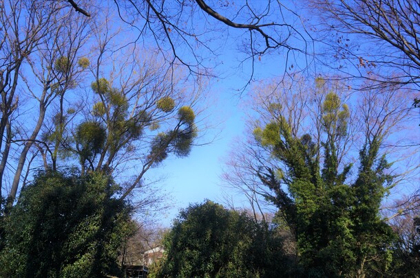 東高根森林公園のヤドリギ(遠景)