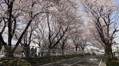 地域住民に親しまれているかすみ堤防