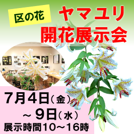 区の花ヤマユリ開花展示会