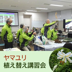 ヤマユリ植え替え講習会