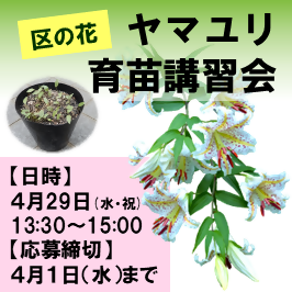 区の花ヤマユリ育苗講習会