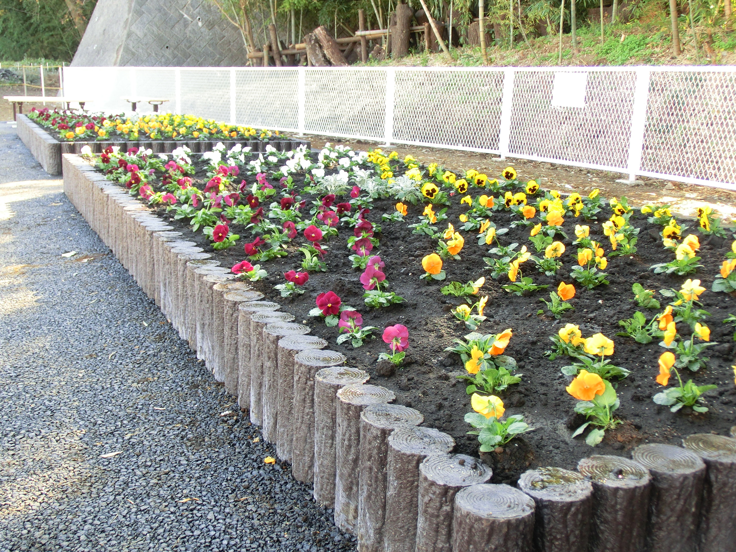 4色のパンジーの花壇が完成