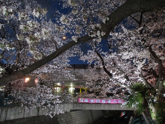 夜桜のライトアップ