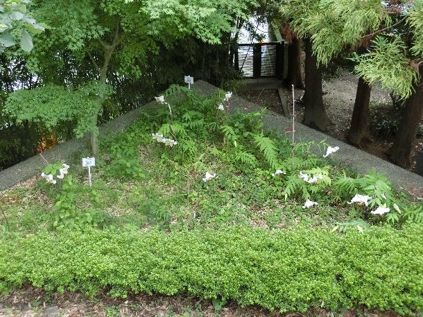 写真：ヤマユリ植栽地　万福寺地区