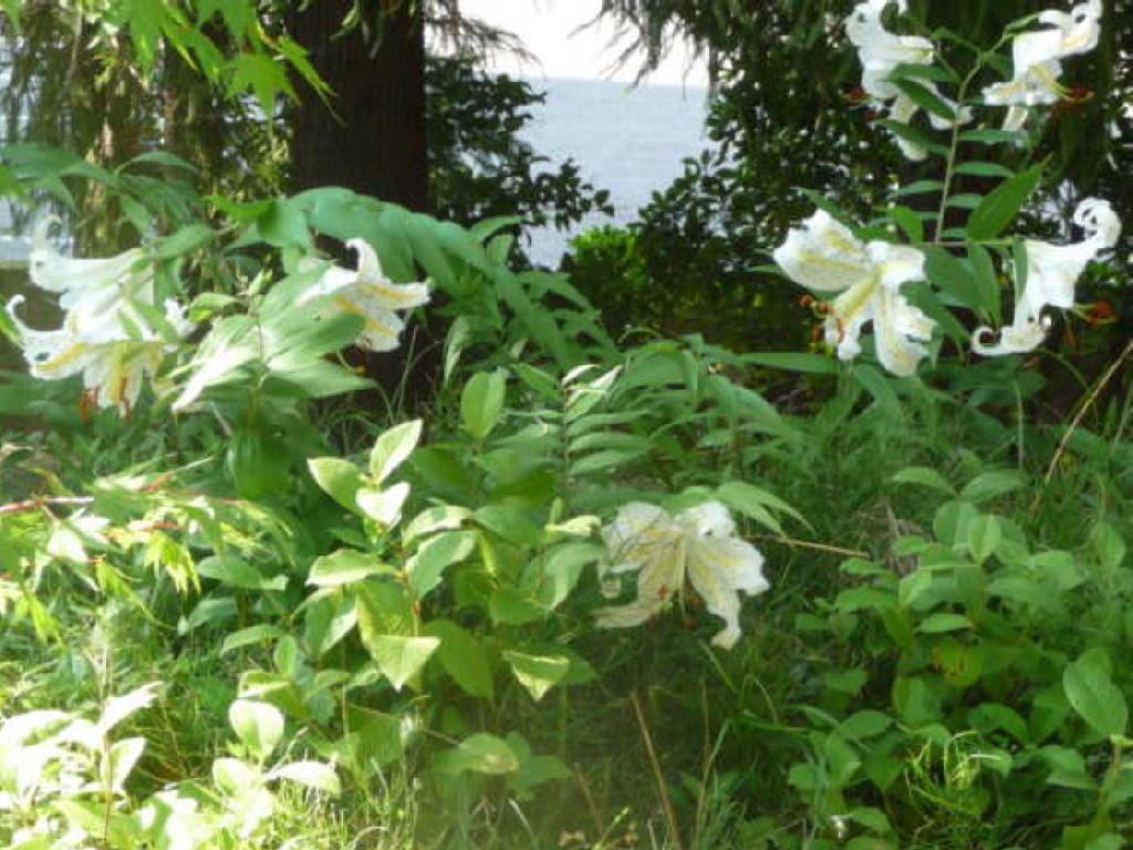 写真：ヤマユリ植栽地　万福寺地区