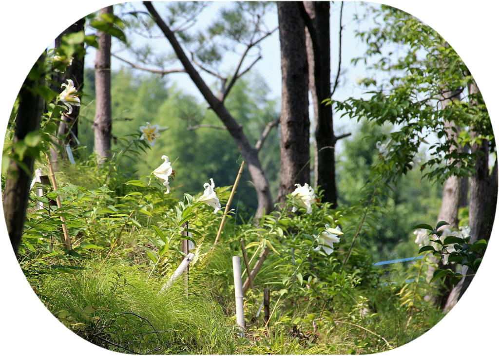 写真：ヤマユリ植栽地　王禅寺地区