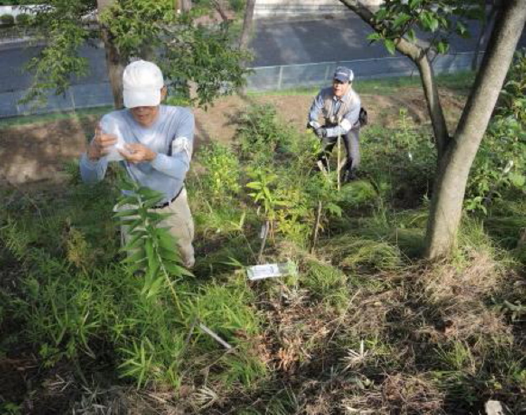 写真：ヤマユリ植栽地　王禅寺地区