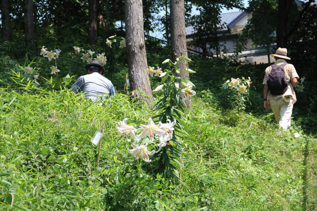 写真：ヤマユリ植栽地　王禅寺地区