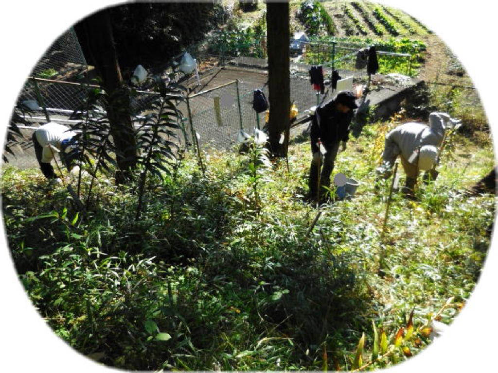 写真：ヤマユリ植栽地　王禅寺地区