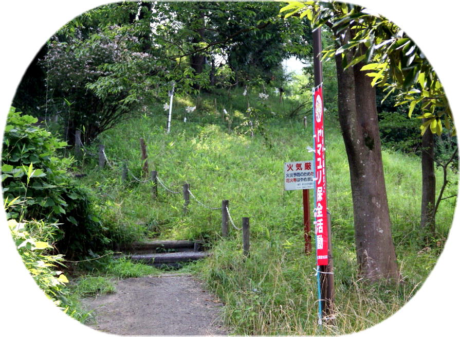 写真：ヤマユリ植栽地　王禅寺地区