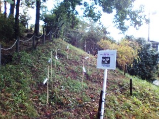 写真：ヤマユリ植栽地　王禅寺地区