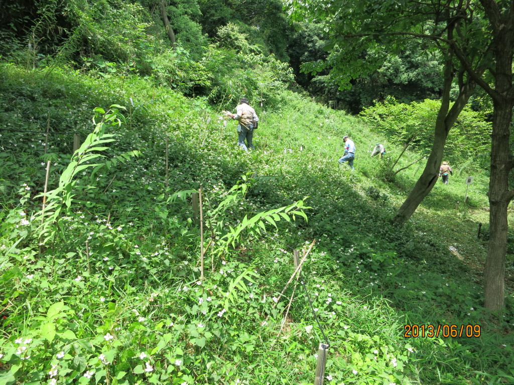 写真：ヤマユリ植栽地　岡上地区