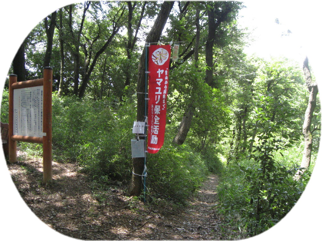 写真：ヤマユリ植栽地　岡上地区