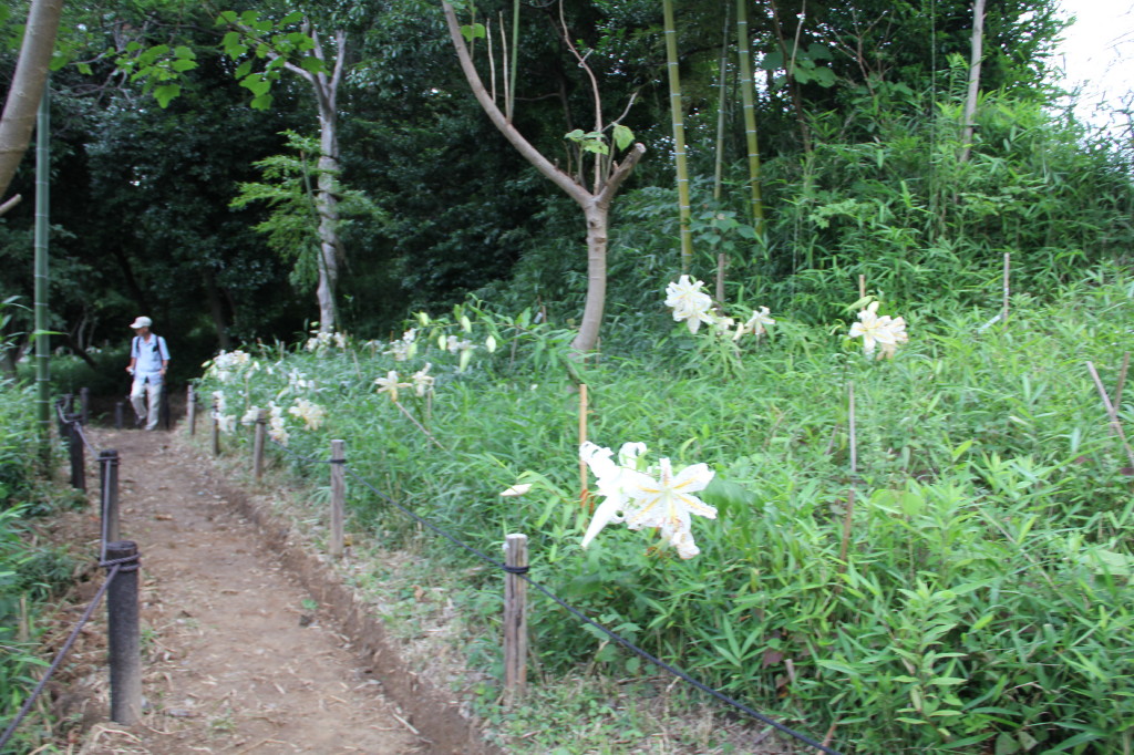 写真：ヤマユリ植栽地　万福寺地区