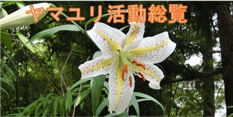 麻生ヤマユリ植栽普及会の活動写真はこちらをクリックしてください