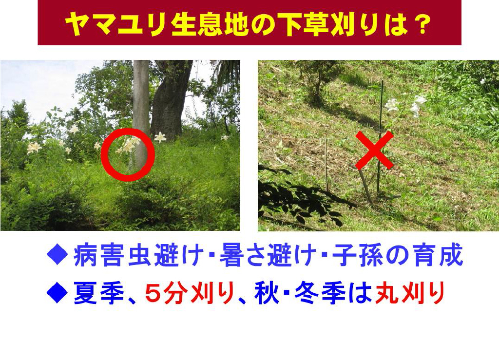 川崎市麻生区 ヤマユリを育ててみよう 麻生ヤマユリ植栽普及会の例