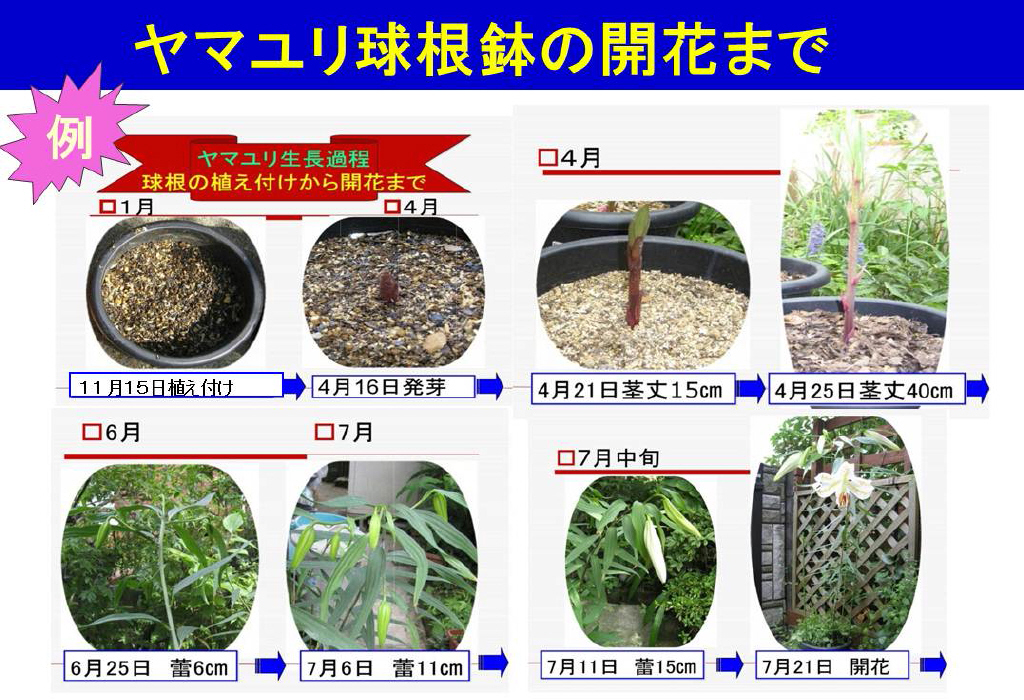 川崎市麻生区 ヤマユリを育ててみよう 麻生ヤマユリ植栽普及会の例