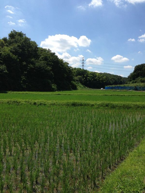 写真（黒川の田園風景（2013年6月撮影）