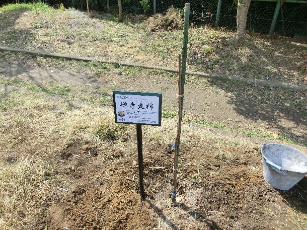 植樹された禅寺丸柿の苗木と樹名版