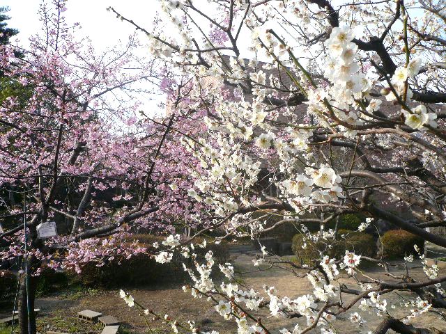 梅と玉縄桜