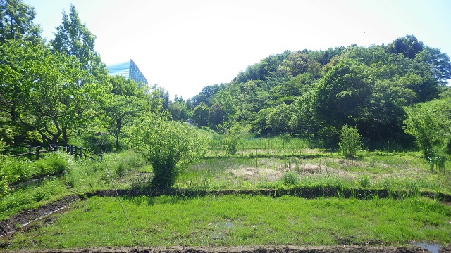 田んぼから東の林を見た景色