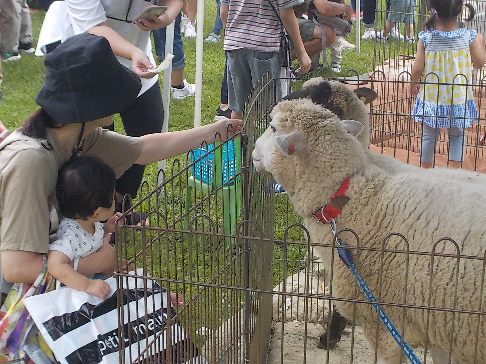 羊と触れ合う子供たち