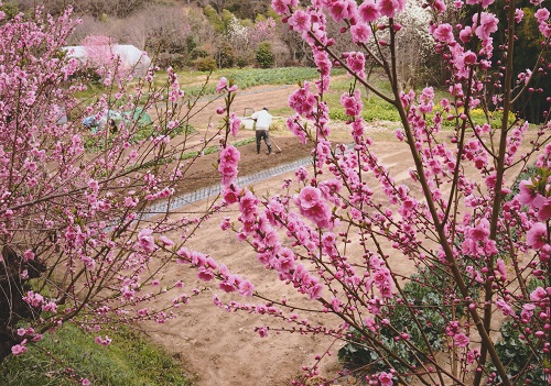 花桃の里