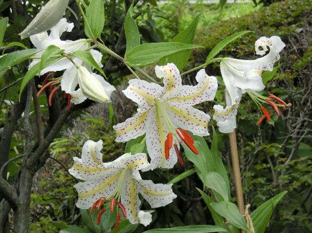 開花したヤマユリ