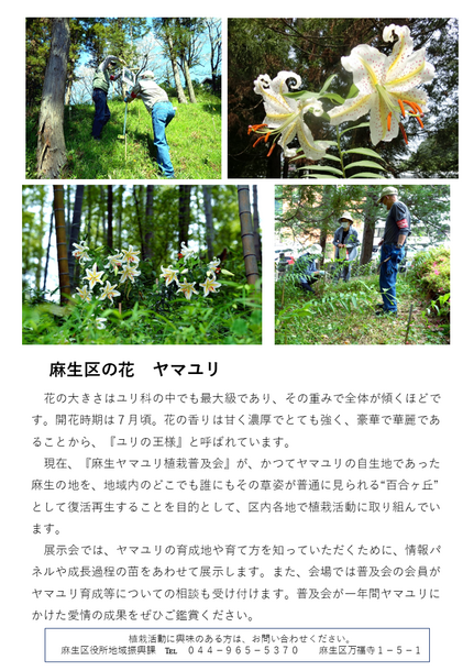 チラシ裏面