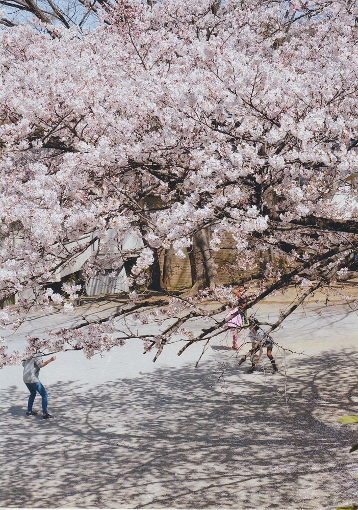 桜の木の下で