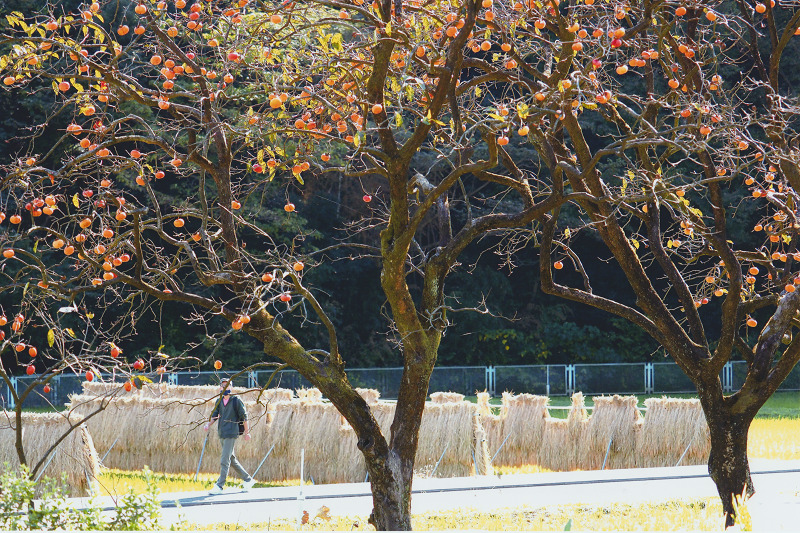 里山の実り