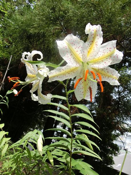 ヤマユリの花