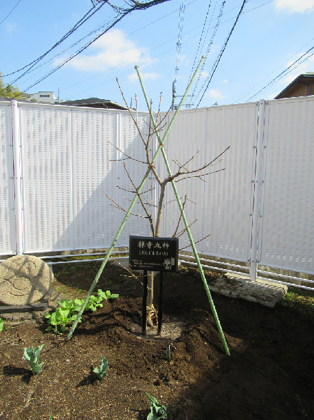 禅寺丸柿の植樹
