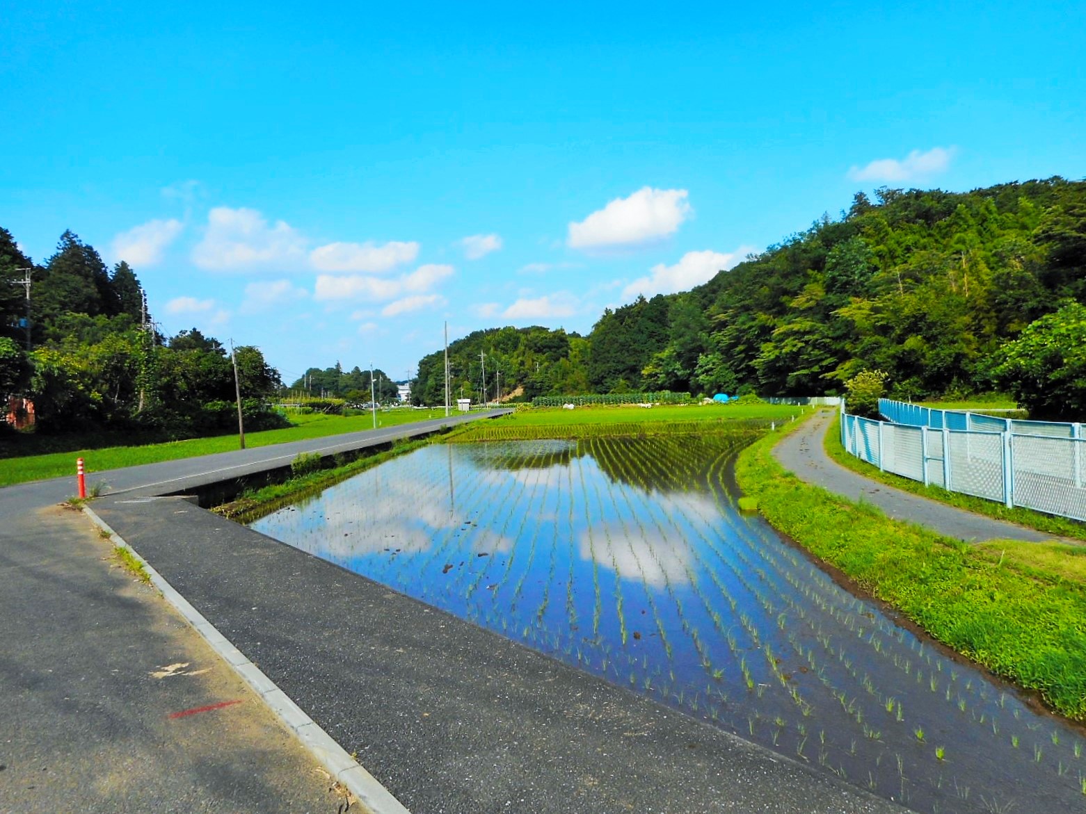 黒川地区の水田の風景