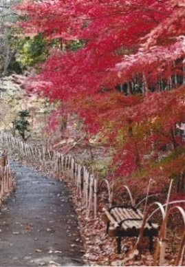「里山の晩秋」柿生緑地 和田 善光