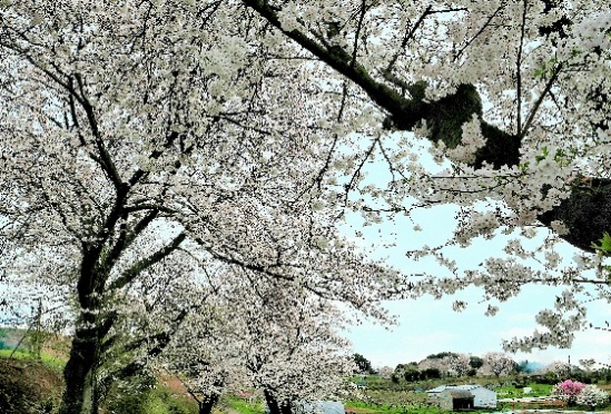 「花曇り」岡上営農団地 真下 智彦