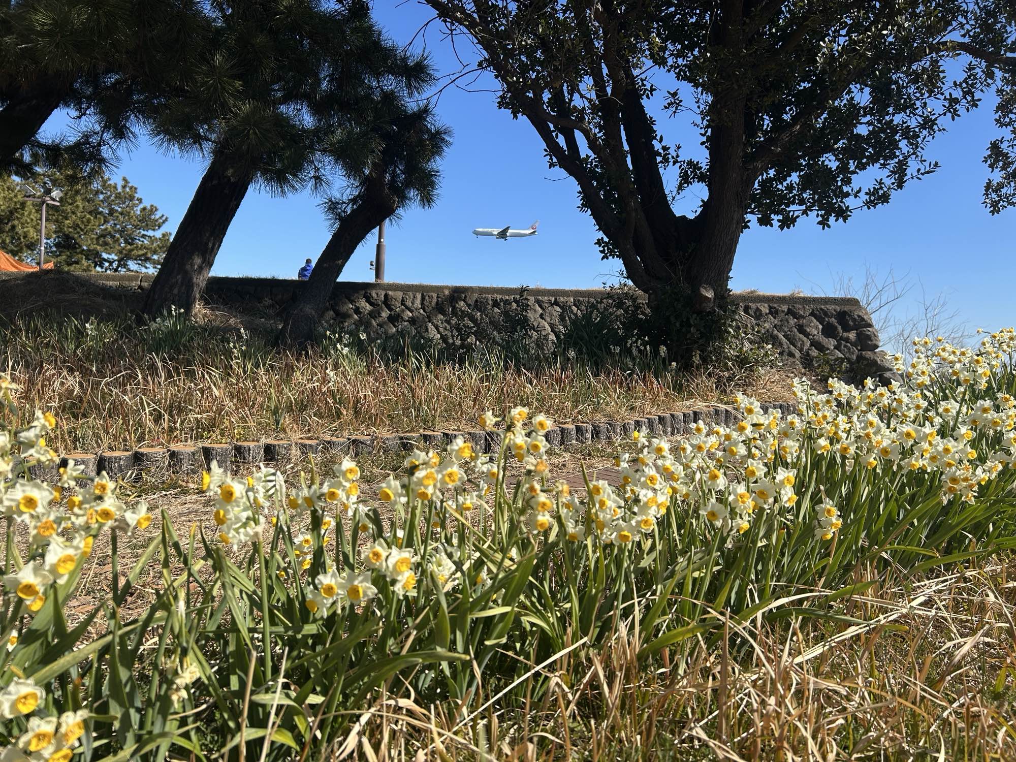 スイセンの花
