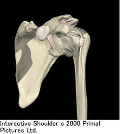 肩の解剖写真