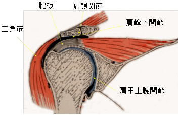 肩関節の解剖写真(三角筋、腱板、肩鎖関節、肩峰下関節、肩甲上腕関節)