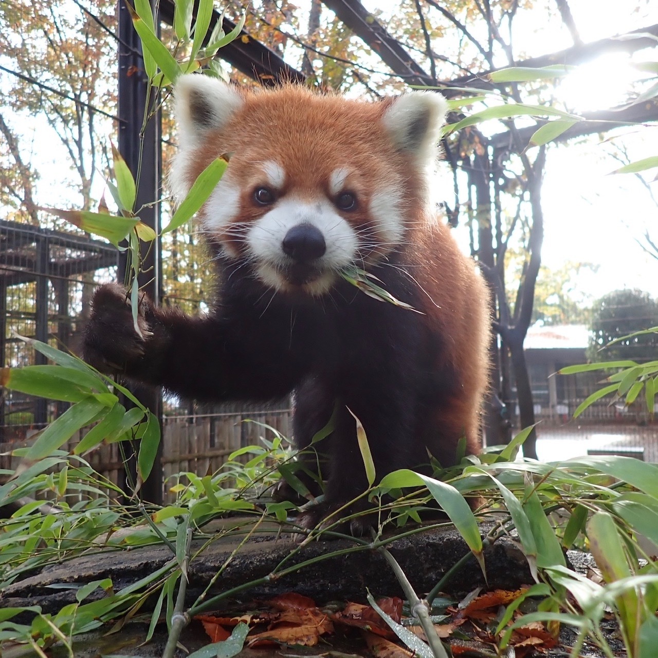 夢見ヶ崎動物公園(レッサーパンダ)