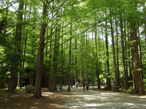 生田緑地(メタセコイアの林)