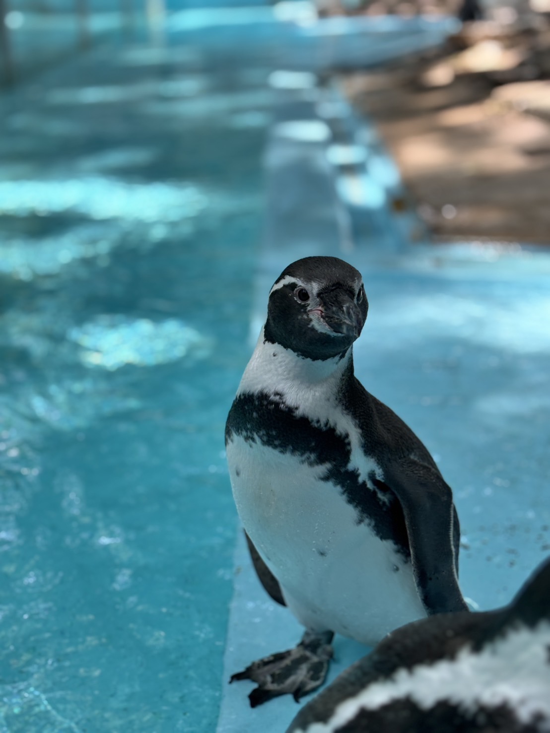 夢見ヶ崎動物公園（ペンギン）