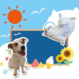 犬や羊と夏のモチーフのイラスト
