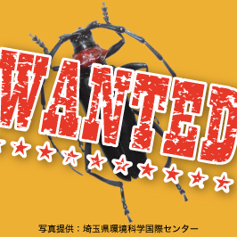 クビアカツヤカミキリの写真にWANTEDの文字が重なっている、写真提供：埼玉県環境科学国際センター