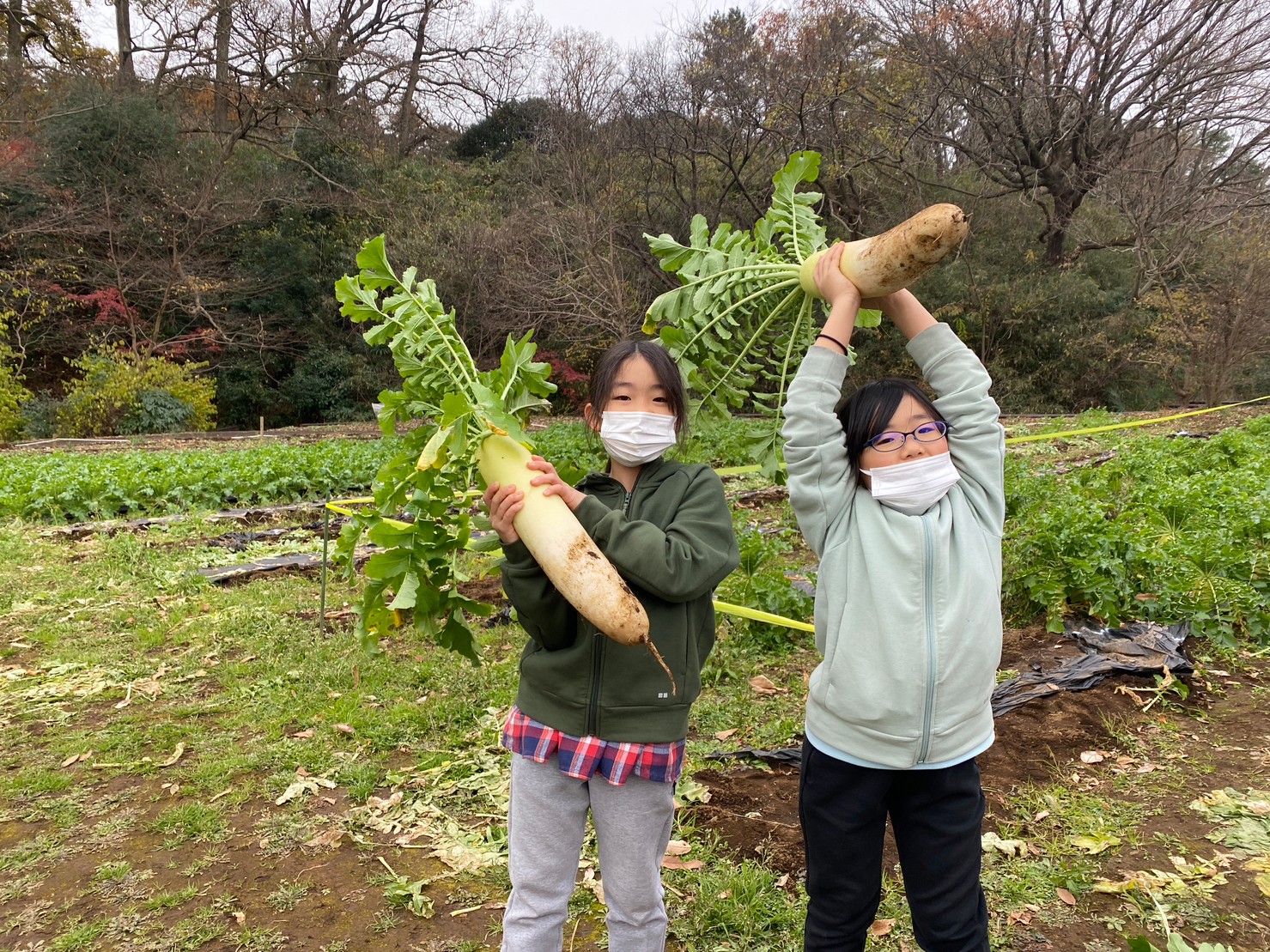 大根収穫のようす