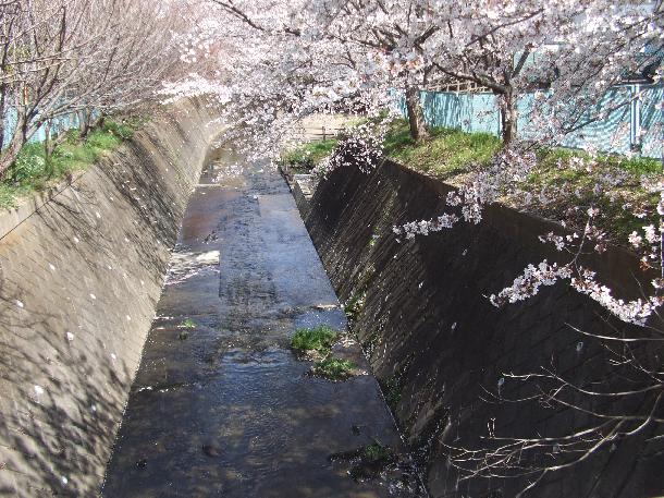 春の平瀬川の写真。縦に平瀬川が流れ、その堤防には満開の桜が植えられている。
