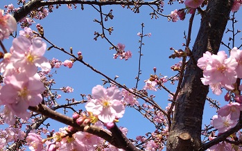 2月の早咲きの桜