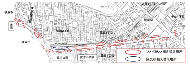 桜植え替え位置図