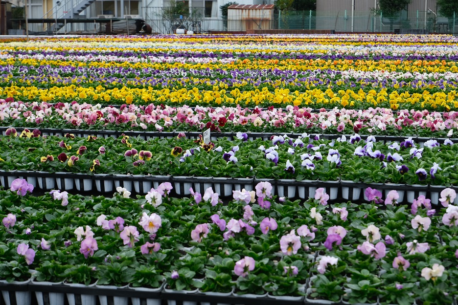 中原区の花パンジー