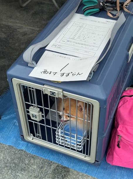 ケージ内で訓練中の犬の様子
